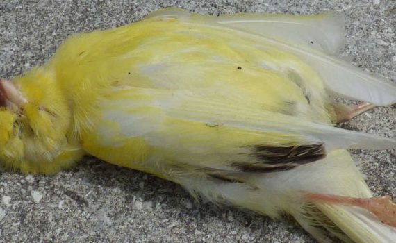 Dead Canary - The Out Of My Mind Blog