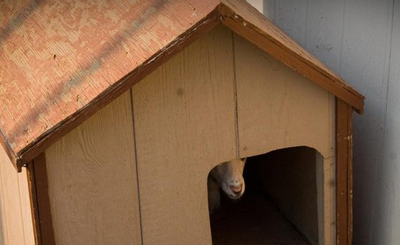 In The Doghouse - The Out Of My Mind Blog