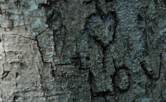 Heart Carved On Tree - The Out Of My Mind Blog