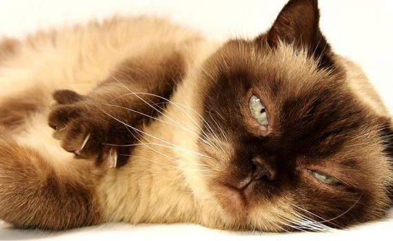 Cat In Repose - The Out Of My Mind Blog